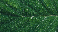 green leaf, water drops, closeup, macro, pattern