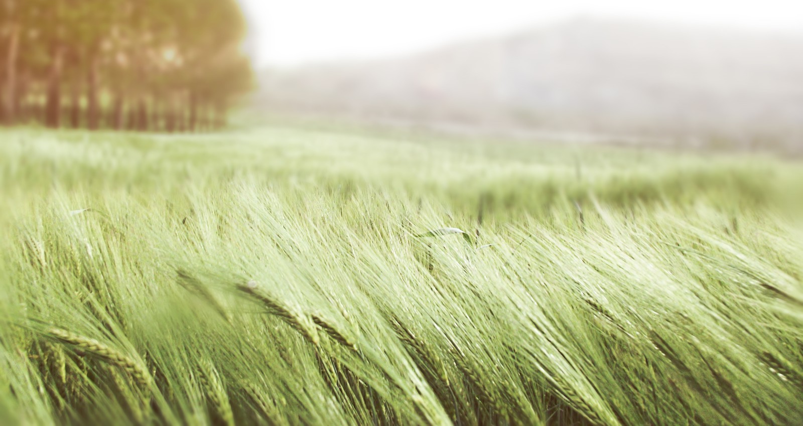 Un primer plano de un campo de hierba verde con árboles de fondo (viento, pasto, familia de hierbas, cebada, campo)