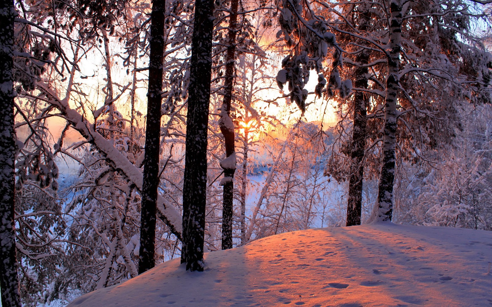 Árboles nevados y suelo cubierto de nieve con una puesta de sol de fondo (nieve, invierno, árbol, bosque, naturaleza)