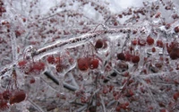 cereza, árbol frutal, fruta, huerto, árbol