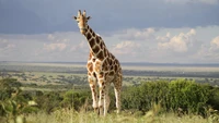 Jirafa majestuosa pastando en un sereno paisaje de sabana