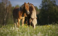 Dos caballos árabes pastando en un vibrante prado verde adornado con flores silvestres bajo un cielo azul claro.