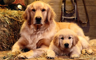 Um golden retriever e seu filhote brincalhão descansam juntos em um ambiente rústico e aconchegante, cercados por feno.