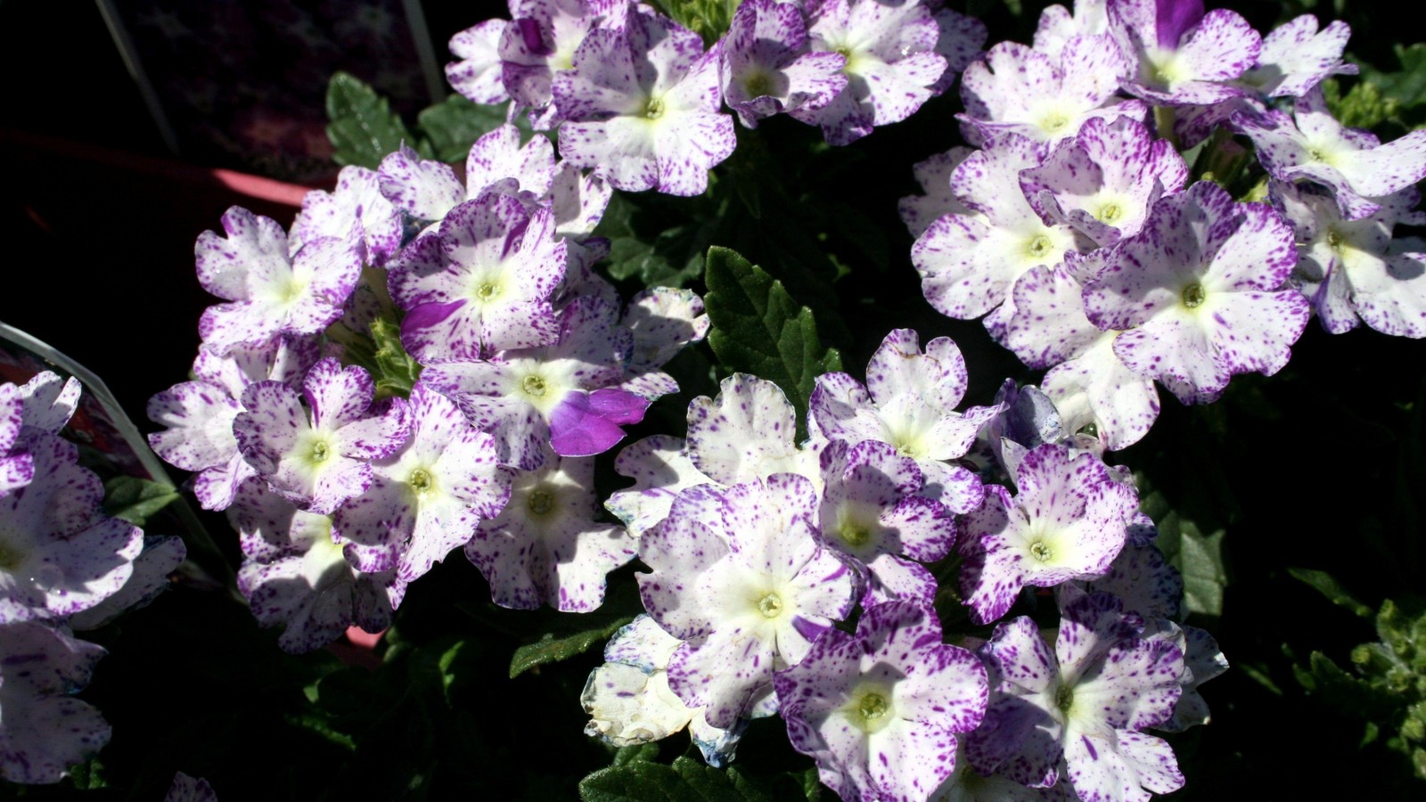 Flores moradas y blancas con hojas verdes en un jardín (planta herbácea, subarbusto, planta floreciendo, púrpura, planta)