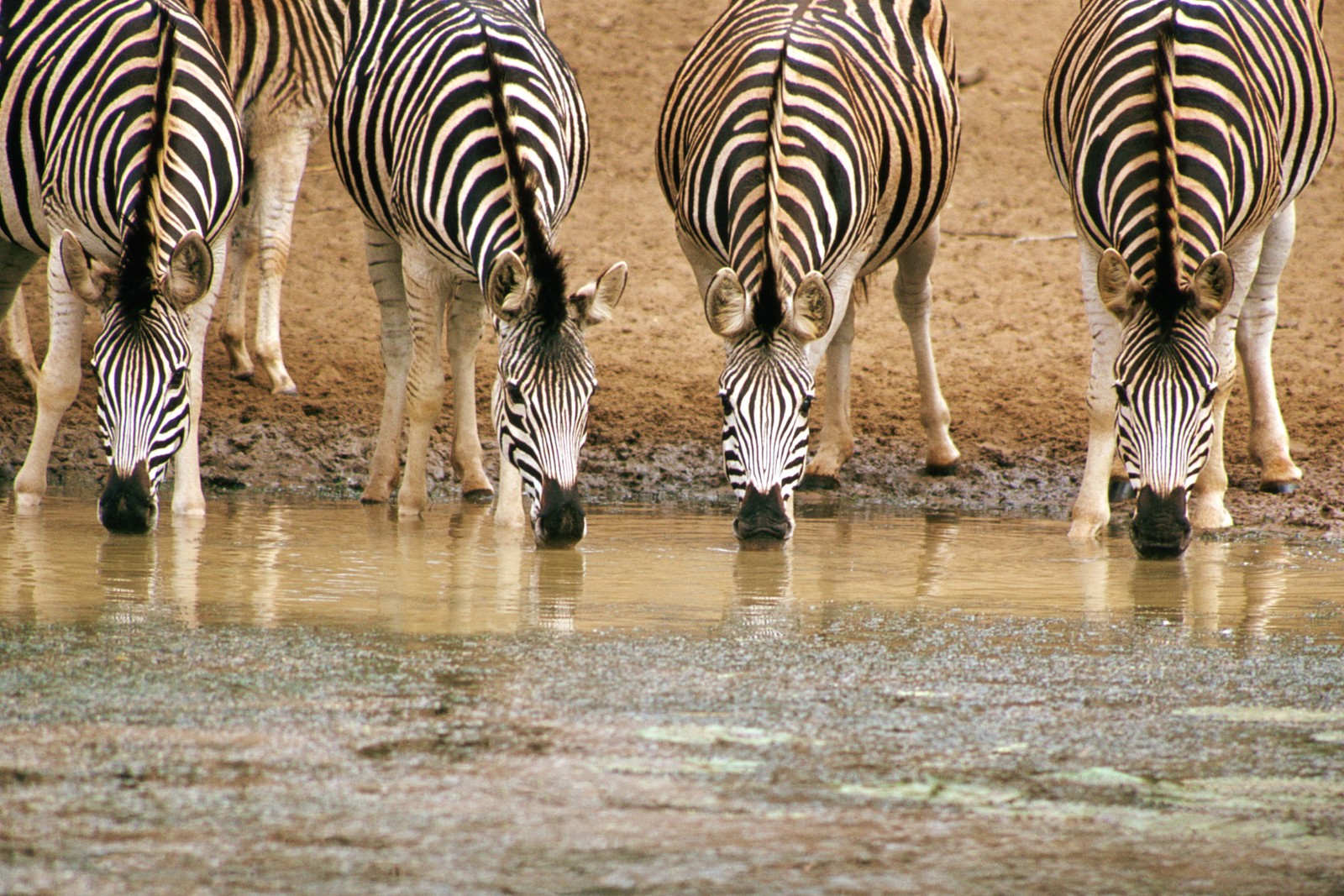 Descargar fondo de pantalla cebra, masai mara, maasai mara, safari, vida silvestre