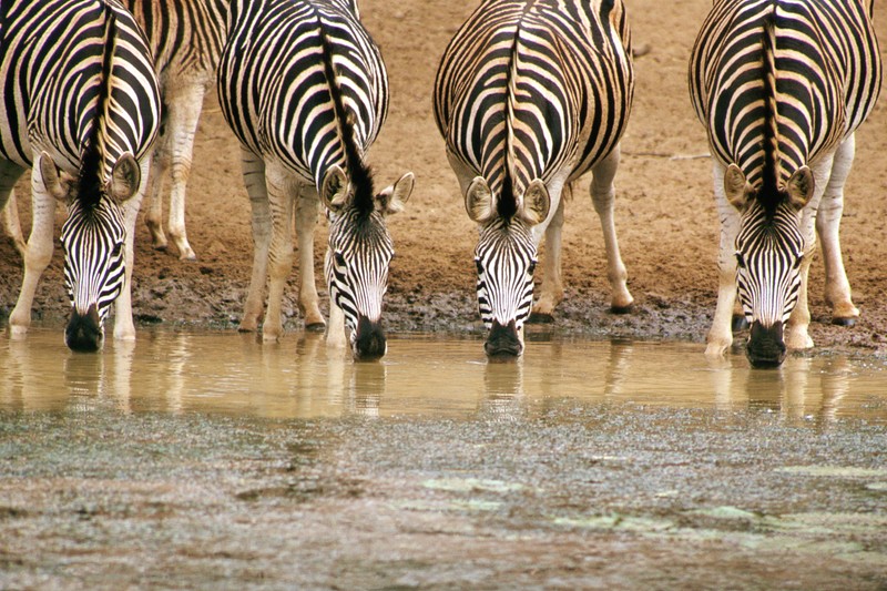 Зебры, пьющие воду из пруда, в группе из четырех (зебра, масаи мара, maasai mara, сафари, safari)