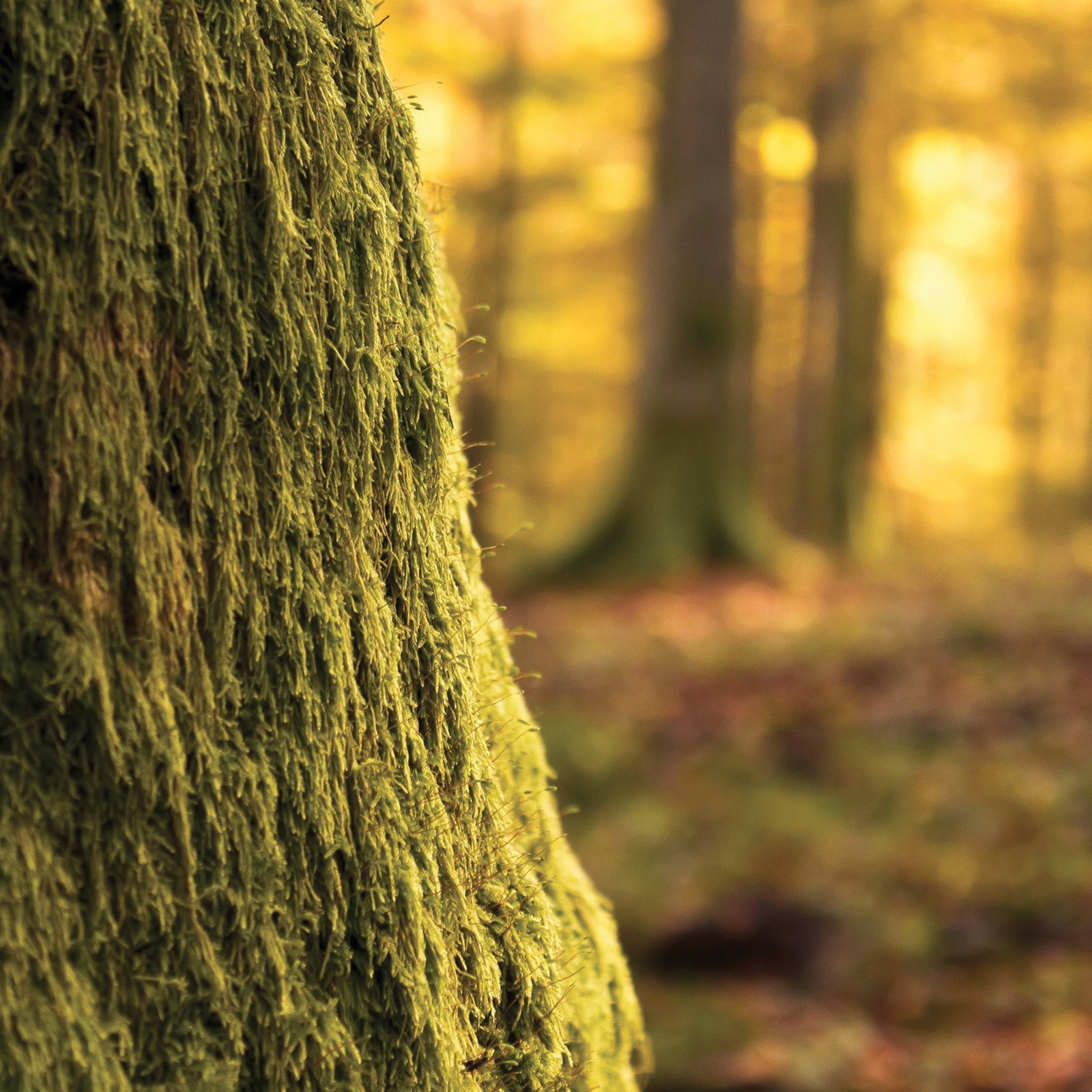 A close up of a moss covered tree trunk in a forest (quotation, tree, trunk, forest, branch)