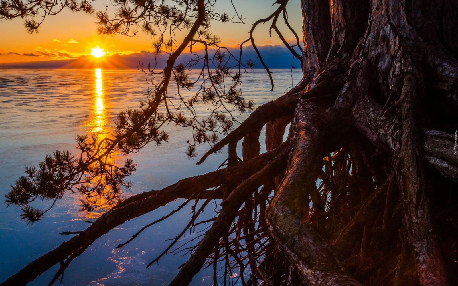 A tree branch hanging over the water with the sun setting in the background (sunset, tree, nature, water, sunrise)