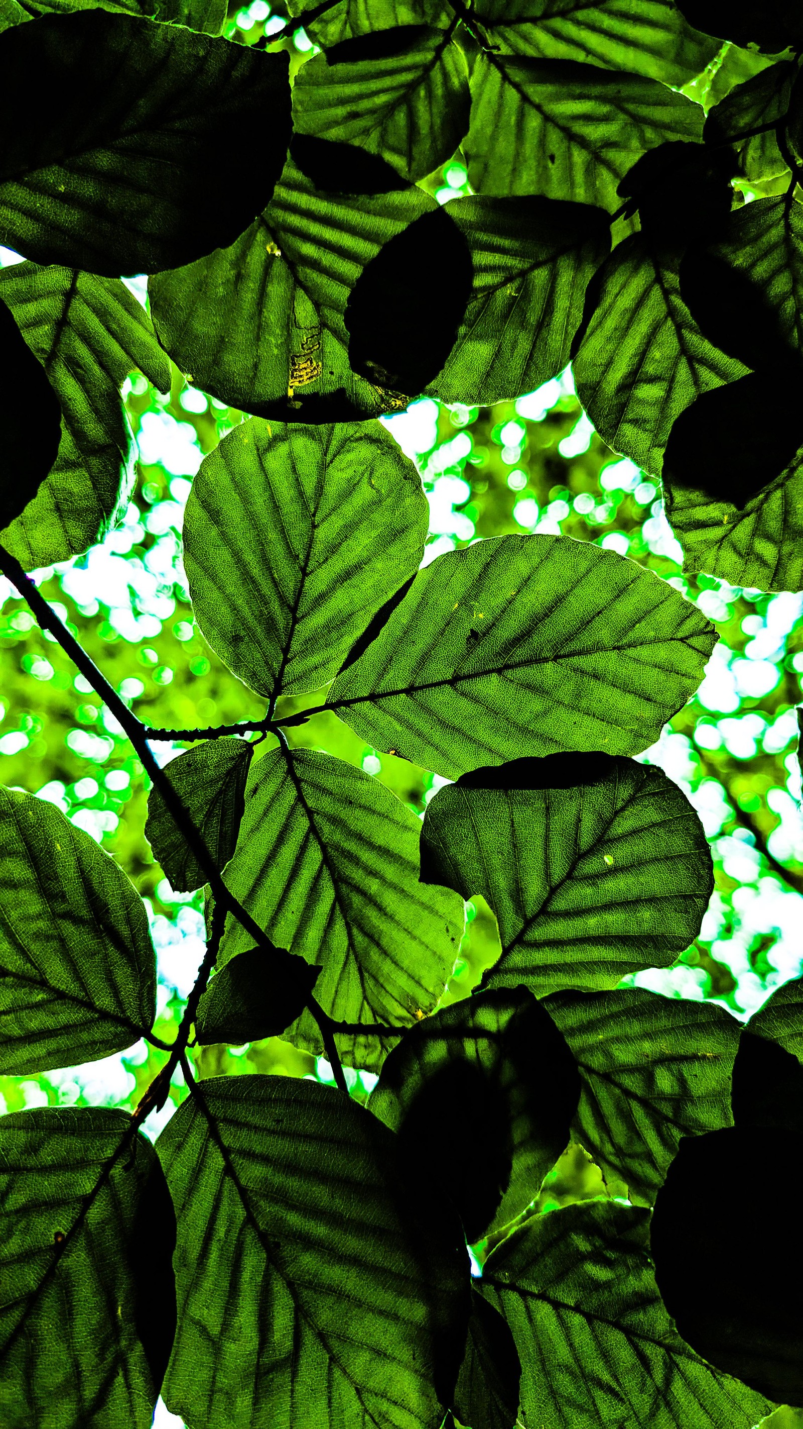 Un primer plano de un grupo de hojas verdes en un árbol (árbol, planta, entorno natural, planta terrestre, vegetación)