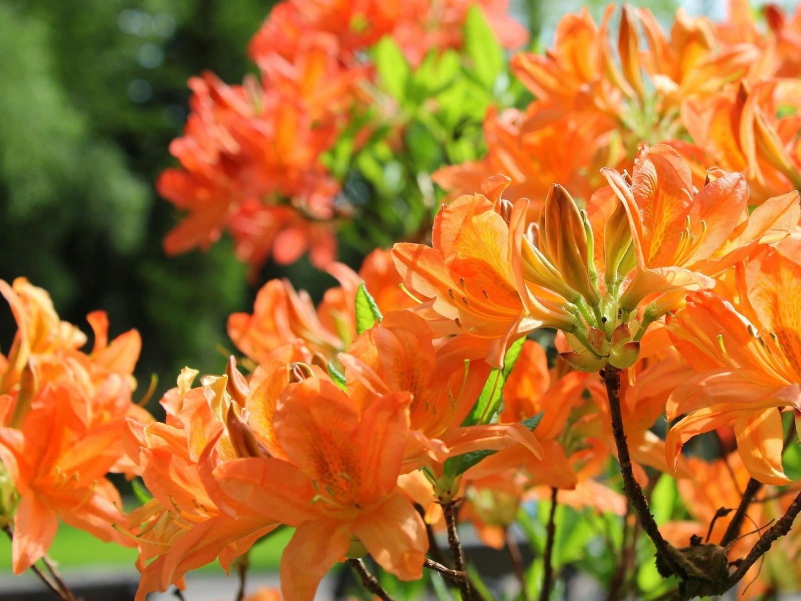 Il y a beaucoup de fleurs orange dans un vase sur la table (azalée, floraison, rhododendron, plante à fleurs, printemps)