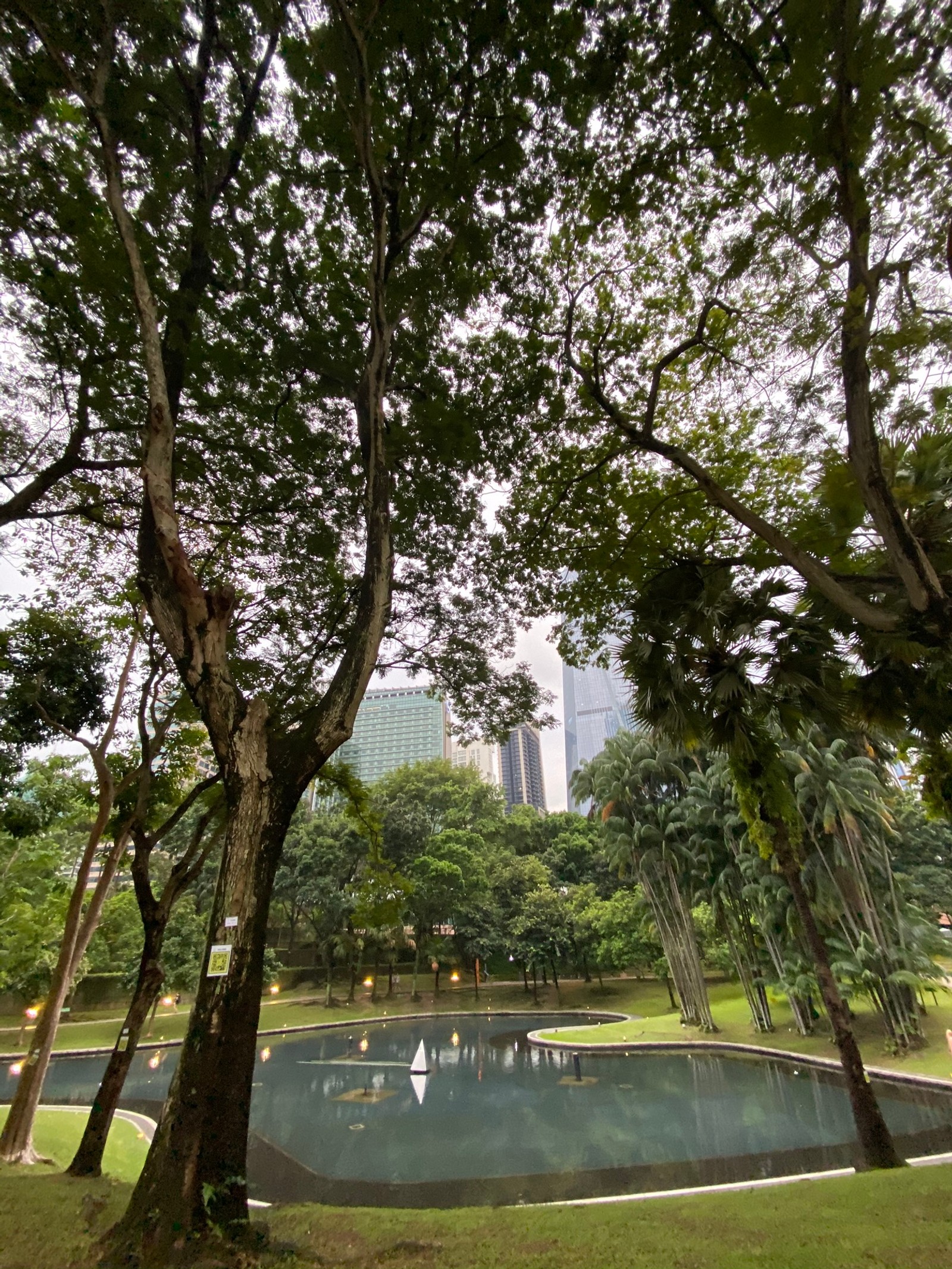 Des arbres poussent dans un parc avec un étang et une ville en arrière-plan (arbre, eau, végétation, feuille, plante ligneuse)