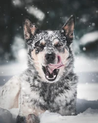 Perro de ganado australiano bostezando juguetonamente en un paisaje nevado