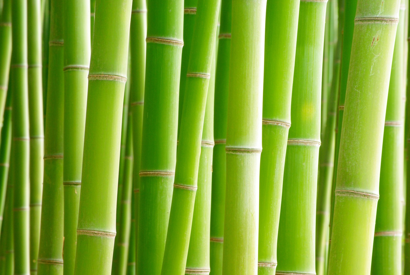 Um close de um monte de hastes de bambu verdes (bambu, árvores, fundo verde, natureza, papel de parede 4k)