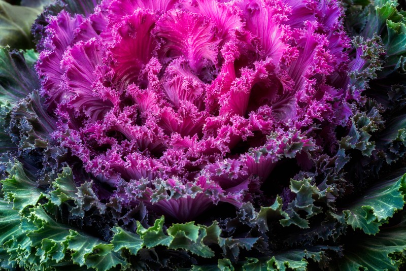 Близкий план фиолетового капустного растения с зелеными листьями (ornamental kale, розовые листья, ornamental cabbage, растение, 5k)