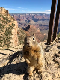 Esquilo na majestosa paisagem do Grand Canyon