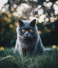 Gato azul russo cativante com olhos âmbar marcantes