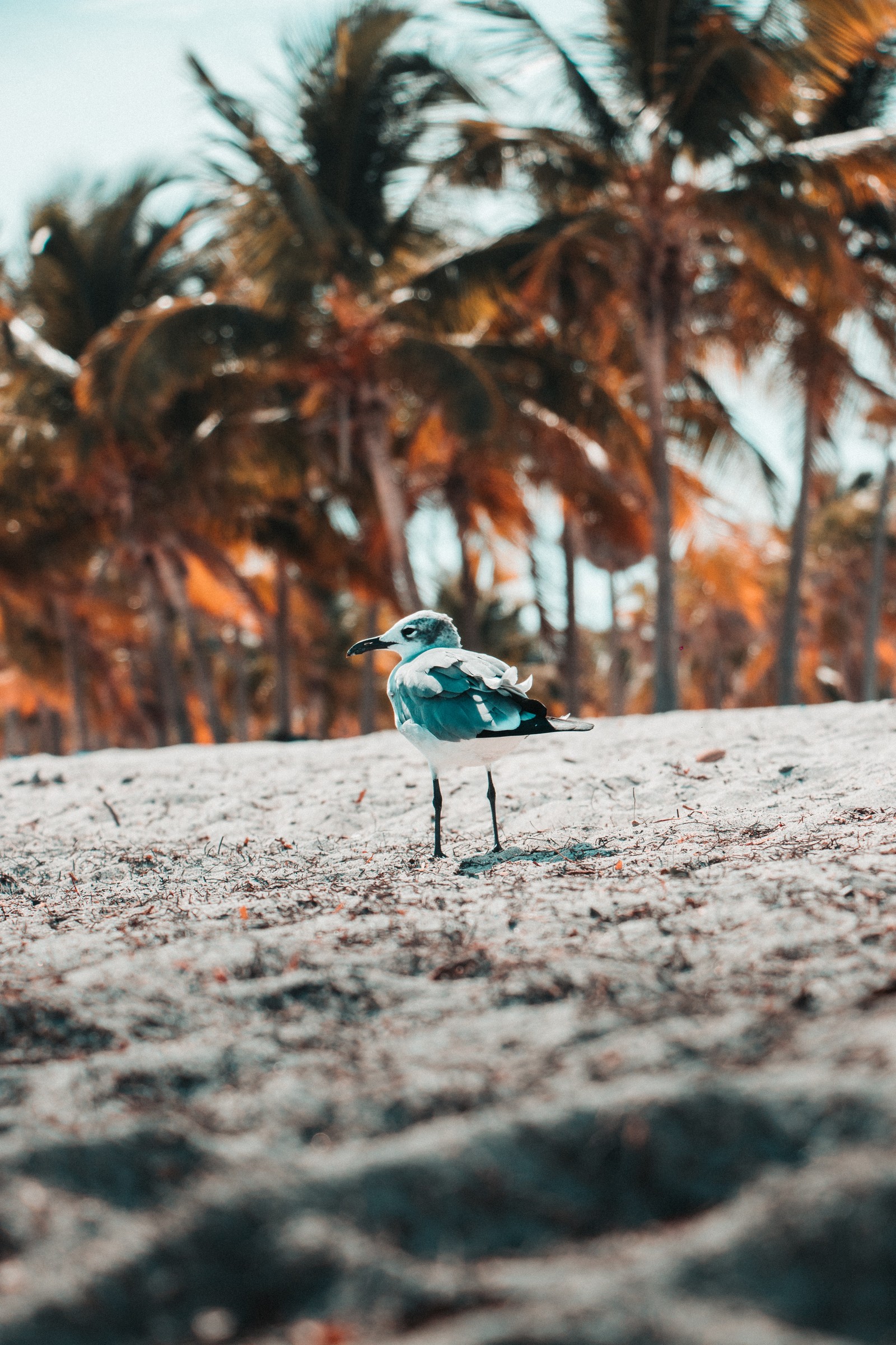 Um pequeno pássaro está parado na areia perto de palmeiras (natureza, árvore, turquesa, folha, planta lenhosa)