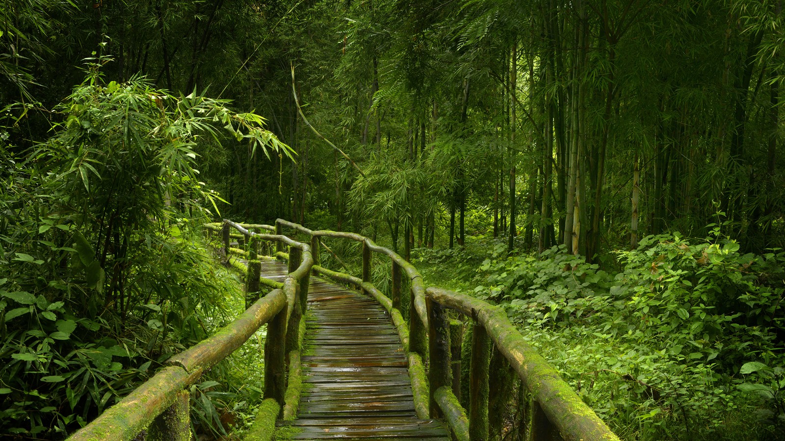 Pasarela de madera en un bosque verde exuberante con árboles altos (ecosistema, bosque viejo, reserva natural, naturaleza, selva tropical)