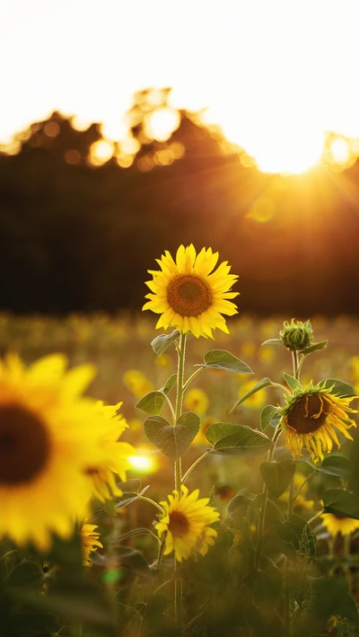 Girassóis florescendo ao pôr do sol em uma paisagem natural