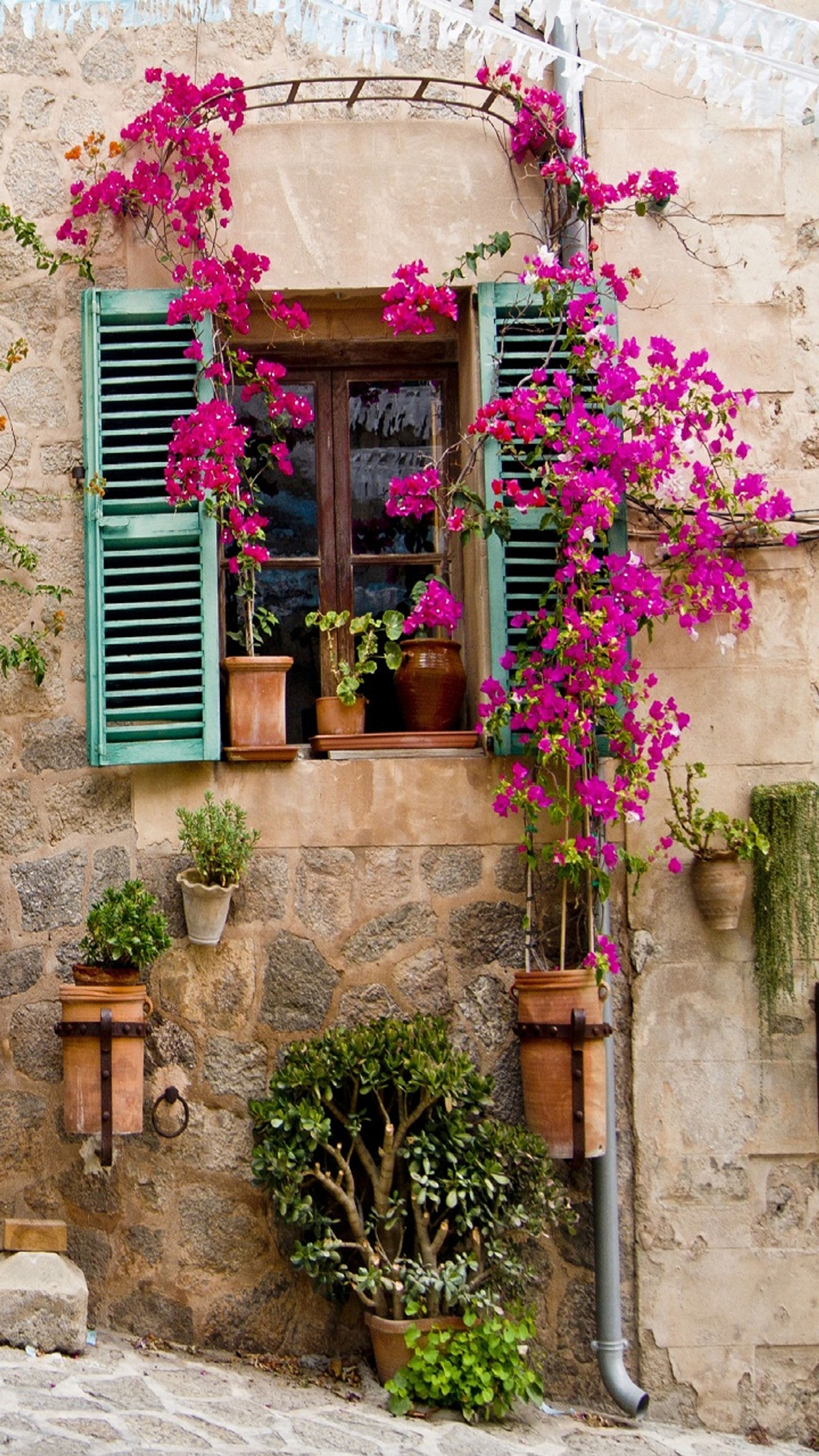 Hay muchas plantas en macetas al lado de un edificio (fondo, hermoso, hermoso fondo, flor, hd)