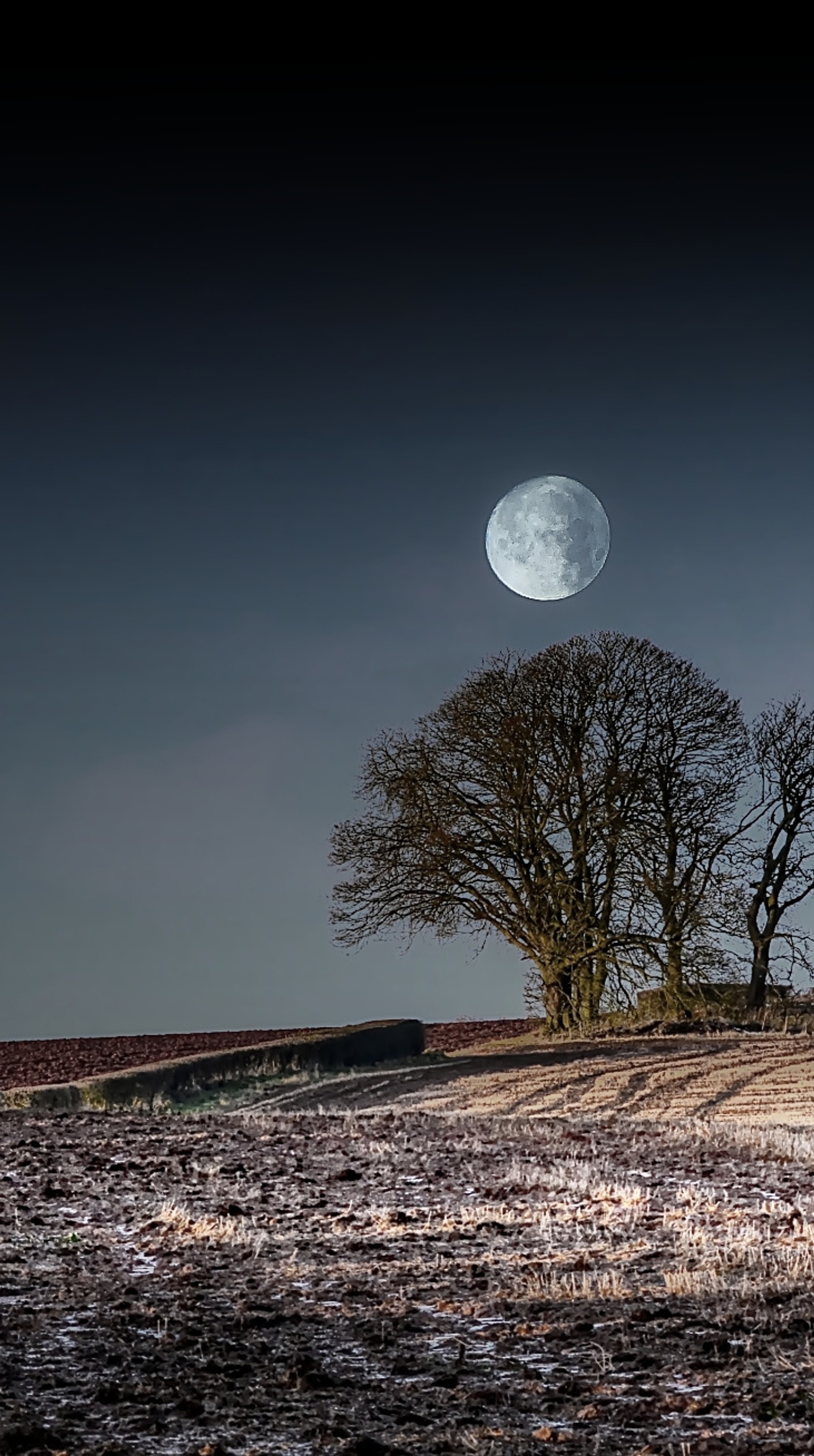 Il y a un arbre solitaire dans un champ avec une pleine lune en arrière-plan (lune, nature, nuit)