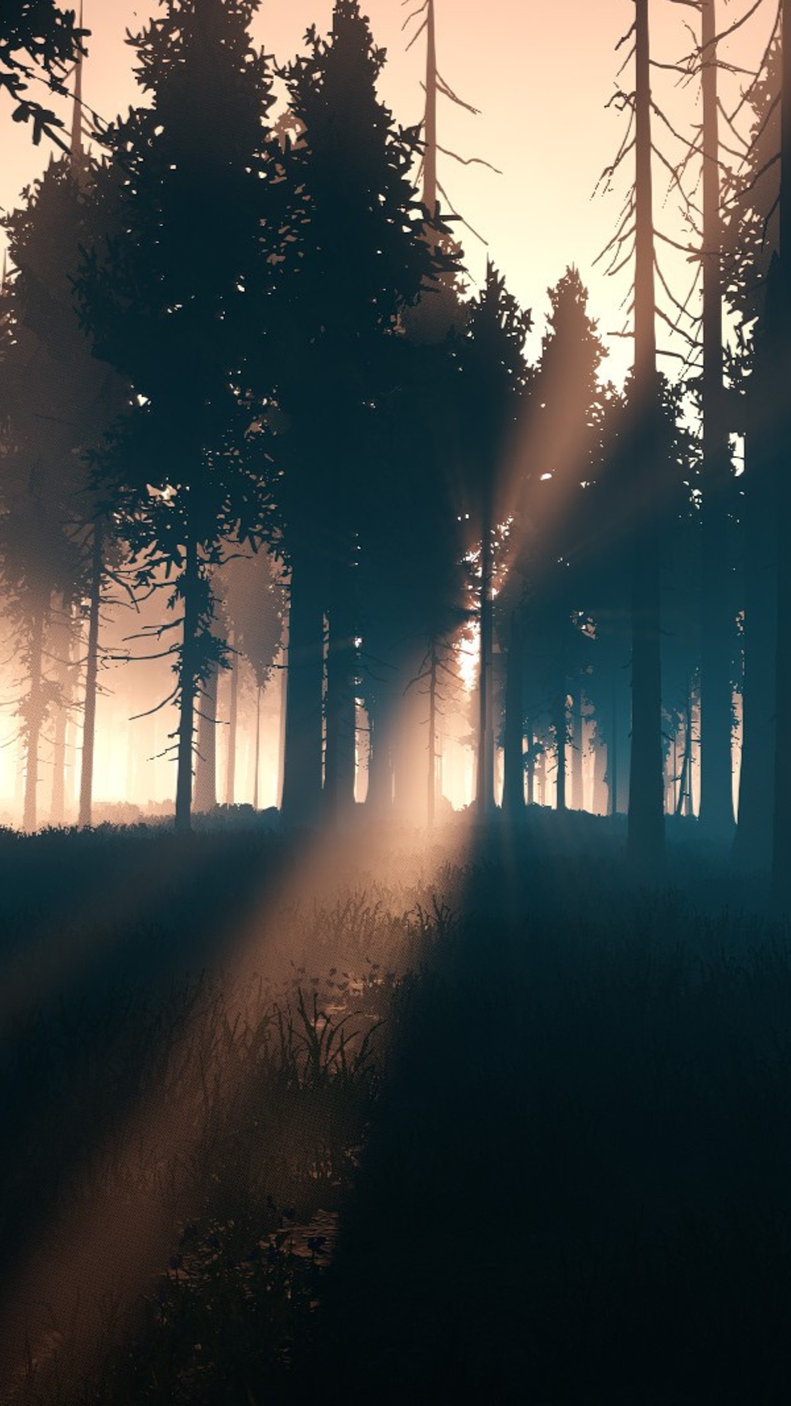 A close up of a forest with a sunbeam in the middle (forest, nature)