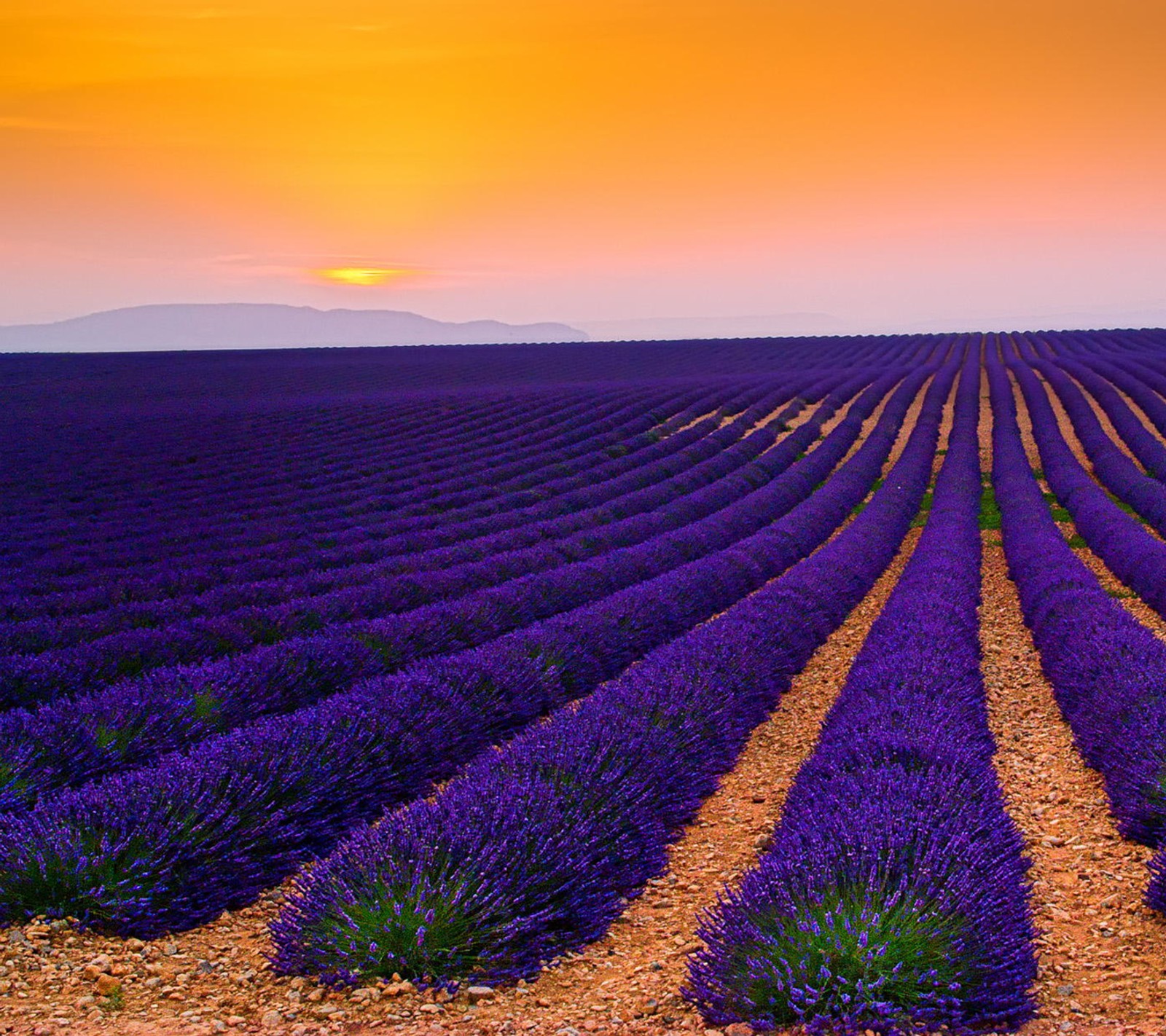 Des champs de lavande au coucher du soleil avec un arbre solitaire au premier plan (lavande, printemps)