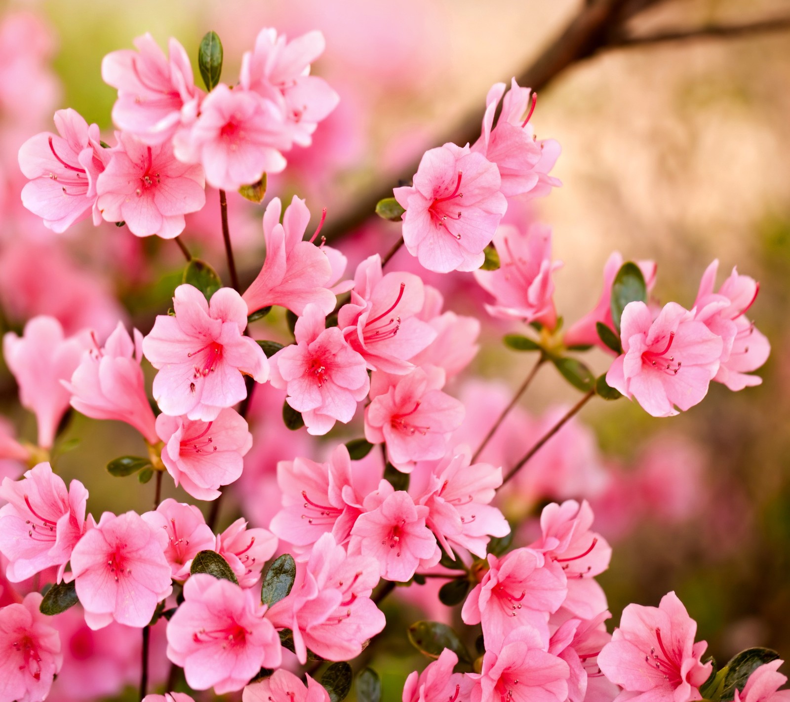 Une fleur rose qui fleurit dans le jardin (hermosa, rose)