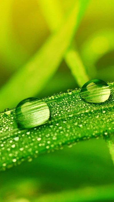 Gotas de lluvia sobre hierba verde vibrante