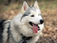 Chien grand et majestueux avec une expression joueuse