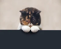 cat, cute, kitty, sleepy wallpaper