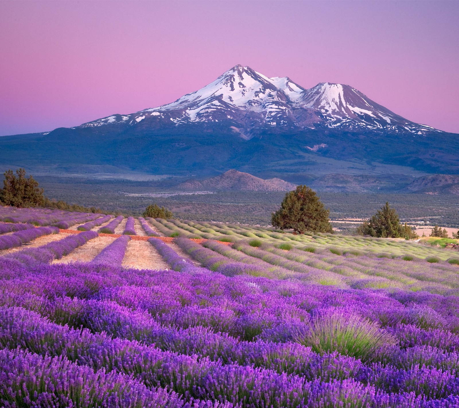 Campo de lavanda com uma montanha ao fundo (paisagem, natureza)