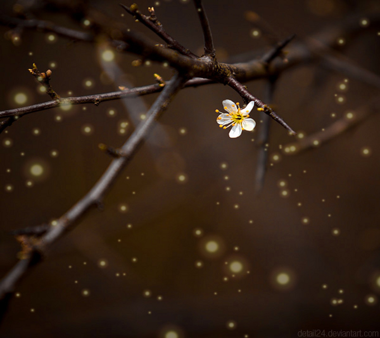 Um close de uma flor em um galho de árvore com muitas estrelas (ramo, botão, flor, pequeno, primavera)