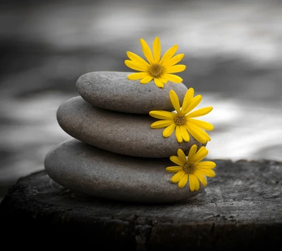 4k, closeup, flowers, hd, stones