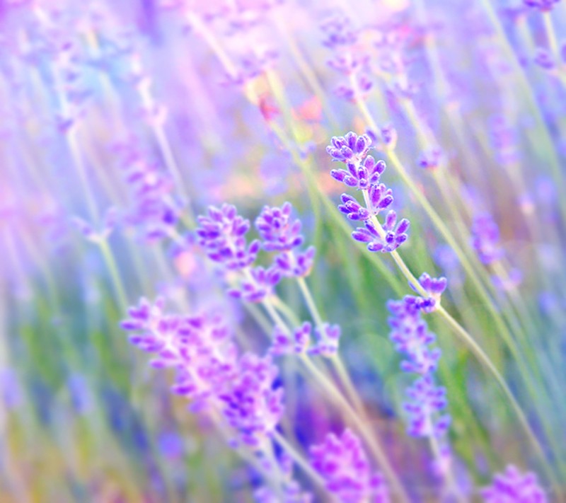 Flores de lavanda en un campo con un fondo borroso (flores, agradable)