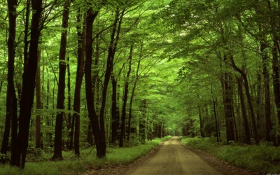 Route sereine à travers un bois verdoyant