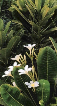 Delicate White Flowers Amidst Lush Green Foliage