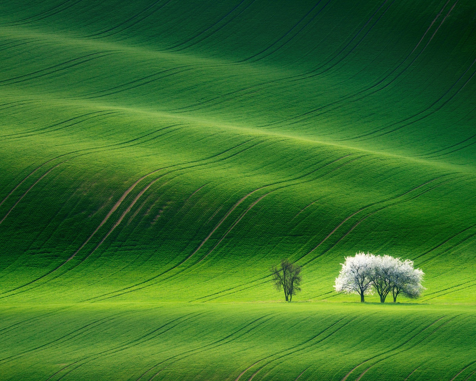 Arafed view of a green field with two trees in the middle (grassland, green, landscape, summer, stock)