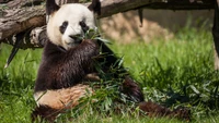 Panda gigante desfrutando de bambu em um ambiente natural