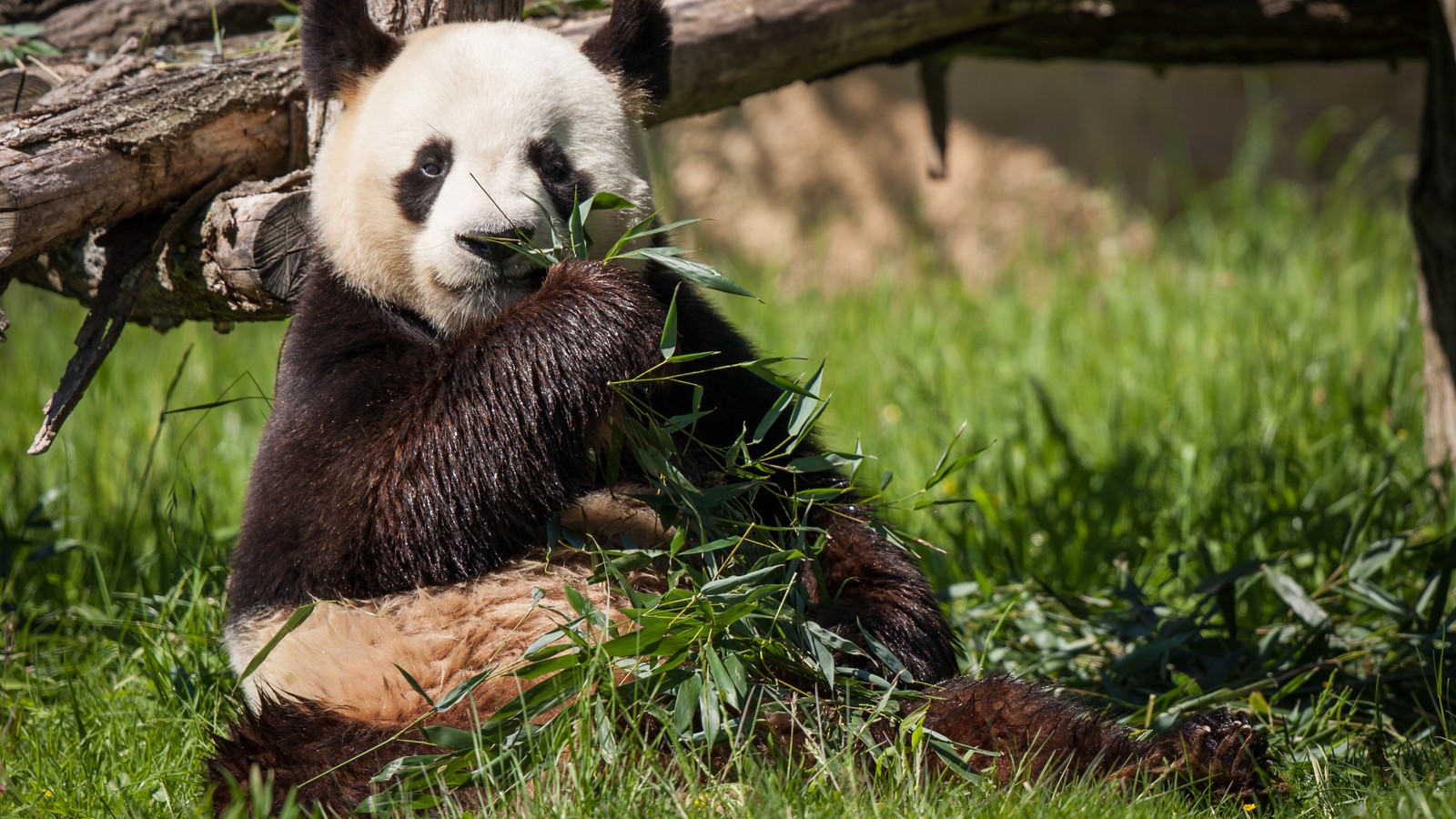 Un panda assis sur le sol mangeant du bambou dans un zoo (panda géant, panda roux, animal terrestre, ours, faune)