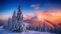 Snow-covered pine trees in a serene mountain landscape at sunset.