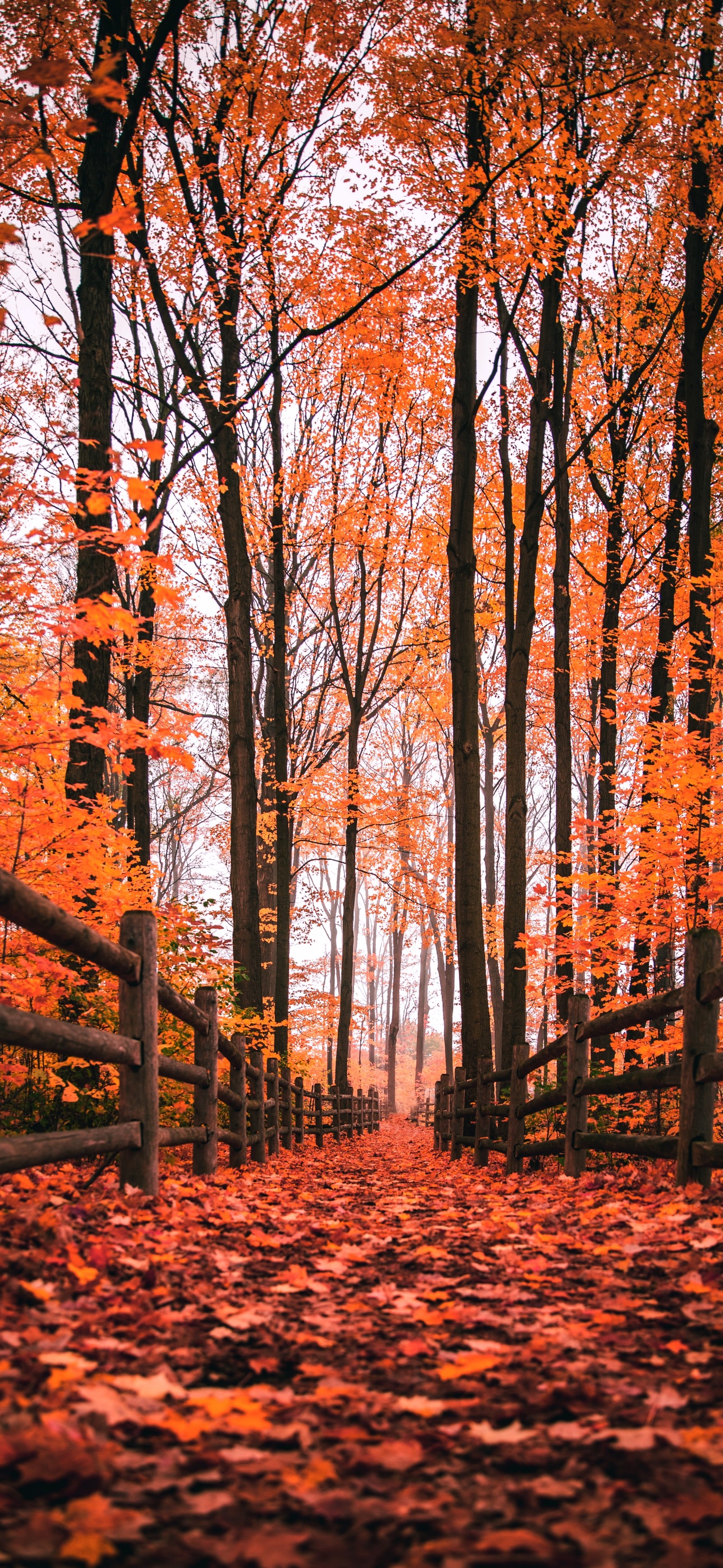 Trees with orange leaves on them in a forest with a fence (autumn, nature, natural landscape, wood, natural environment)