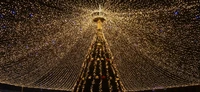 Illuminated Christmas tree adorned with shimmering lights and festive decorations, creating a magical winter atmosphere.