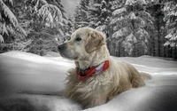 golden retriever, puppy, dog breed, sporting group, snout wallpaper