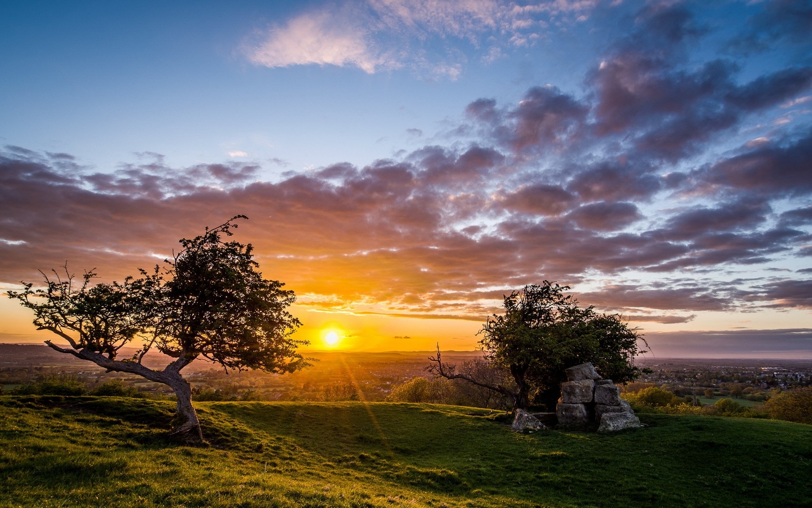 nature, tree, sunrise, cloud, horizon wallpaper