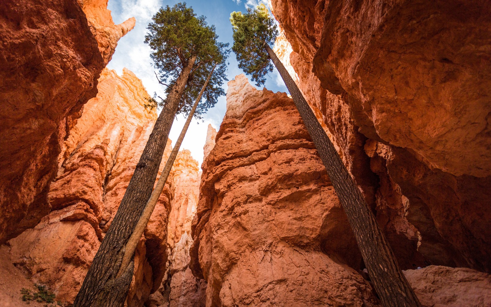 Vue d'un canyon étroit avec deux arbres poussant sur les rochers (parc national de bryce canyon, bryce canyon city, parc national de capitol reef, capitol reef national park, parc national)