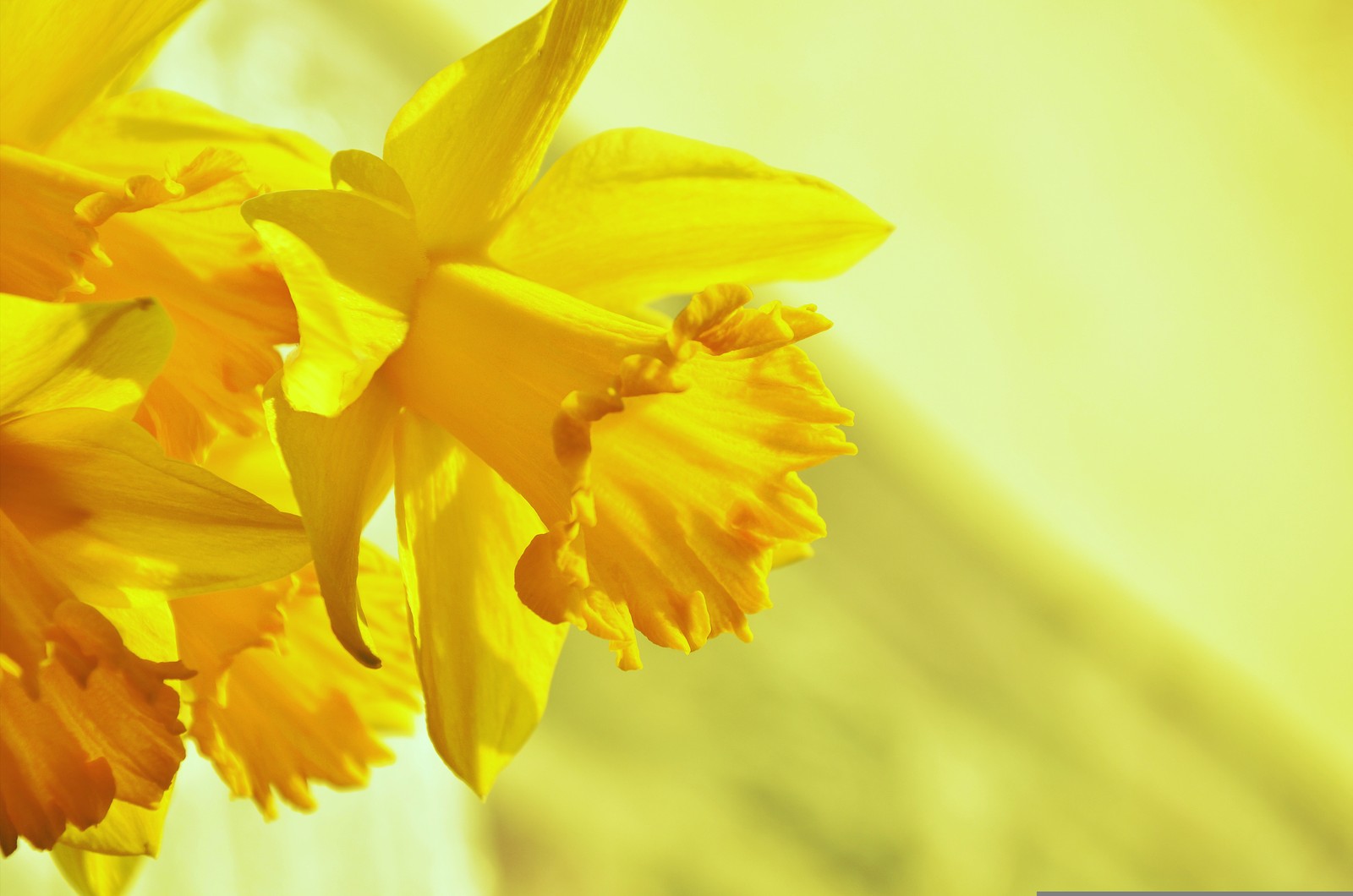 Narcisses jaunes dans un vase sur une table (jonquilles, fleurs jaunes, fond jaune, floraison, 5k)