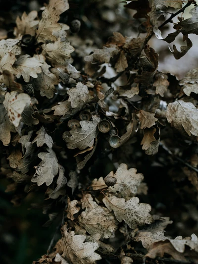 Hojas de roble texturizadas con bellotas