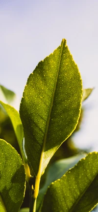 hoja, planta, árbol, planta terrestre, ramita