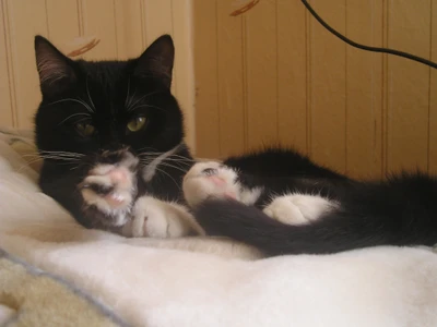 Un chaton noir et blanc espiègle se toilettant sur une surface douce.